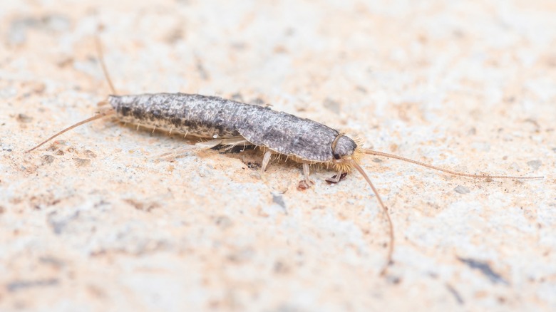 the common kitchen ingredient that may help keep silverfish out of your home
