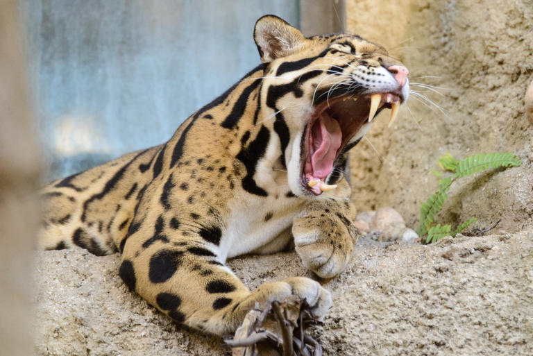 Modern Day Sabertooth: Meet The Clouded Leopard