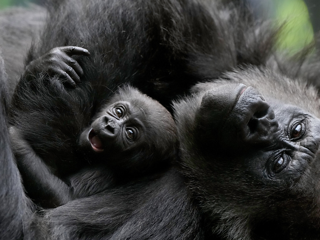 gorilla-baby im prager zoo geboren
