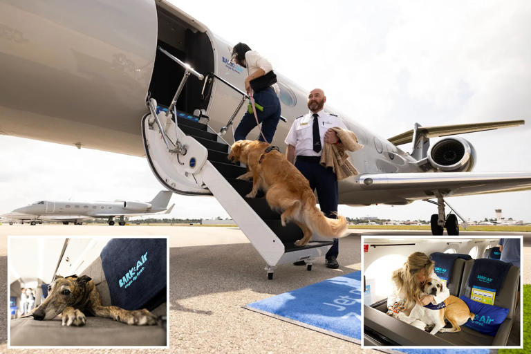 BARK Air launches first luxury airlines for dogs — but charges steep ...