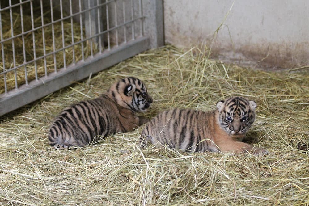 amiens: deux adorables bébés tigres d'une espèce en danger naissent en captivité