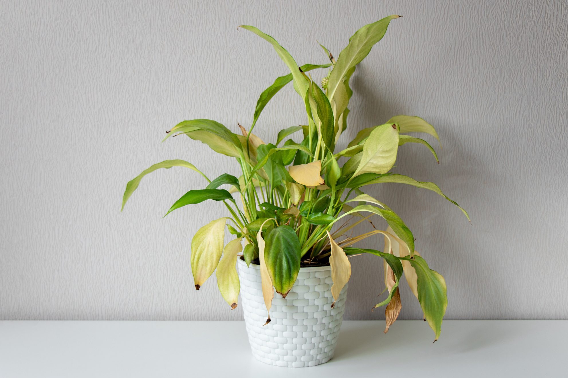 10 Essential Steps for Saving Your Dying Indoor Plant