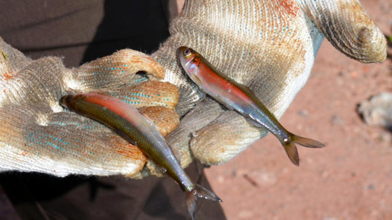 Researchers figure out one mystery behind PFAS levels in Lake Superior ...