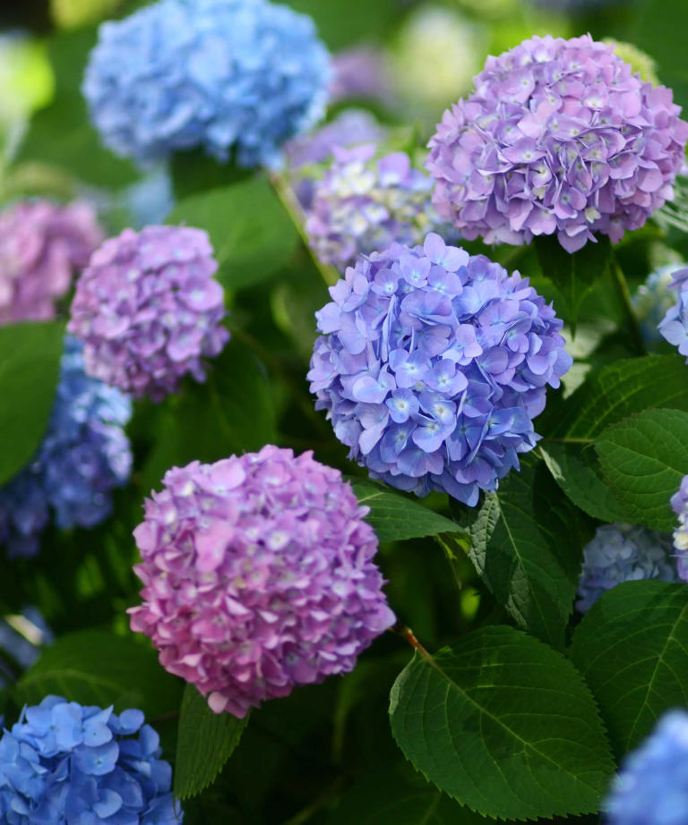 How to care for hydrangeas — 7 pro tips for fabulous, flowering shrubs