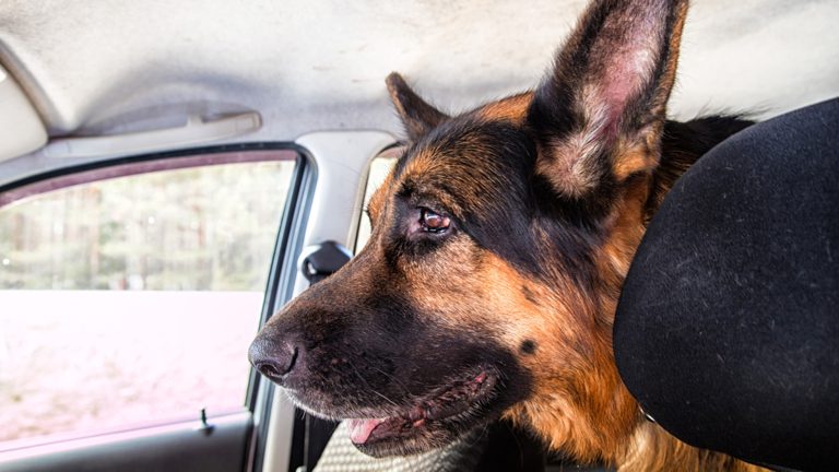 German Shepherd Cries in Anticipation of Getting a Dairy Queen Cone in ...