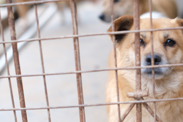 ¿a dónde van los perros rescatados por maltrato animal en colombia?
