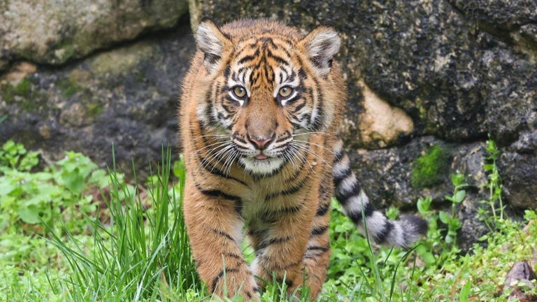 You Can Now Visit The Nashville Zoo's Sumatran Tiger Cubs Born Last Year