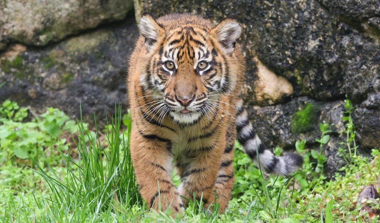 Tiger cubs now on exhibit at Nashville Zoo