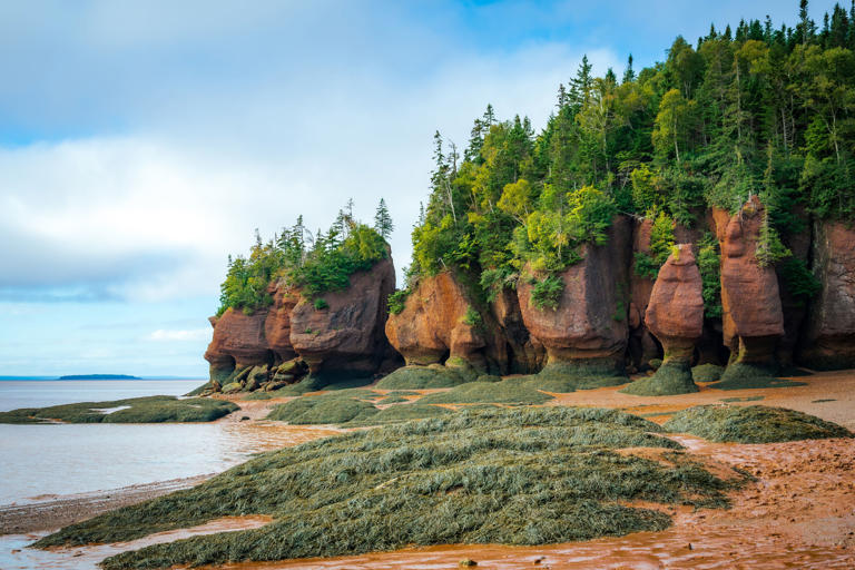 Researchers Discovered Fossils Of An Alien-Like Tree That Had Leaves ...