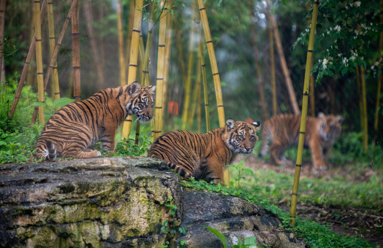 Tiger cubs make public debut at Nashville Zoo