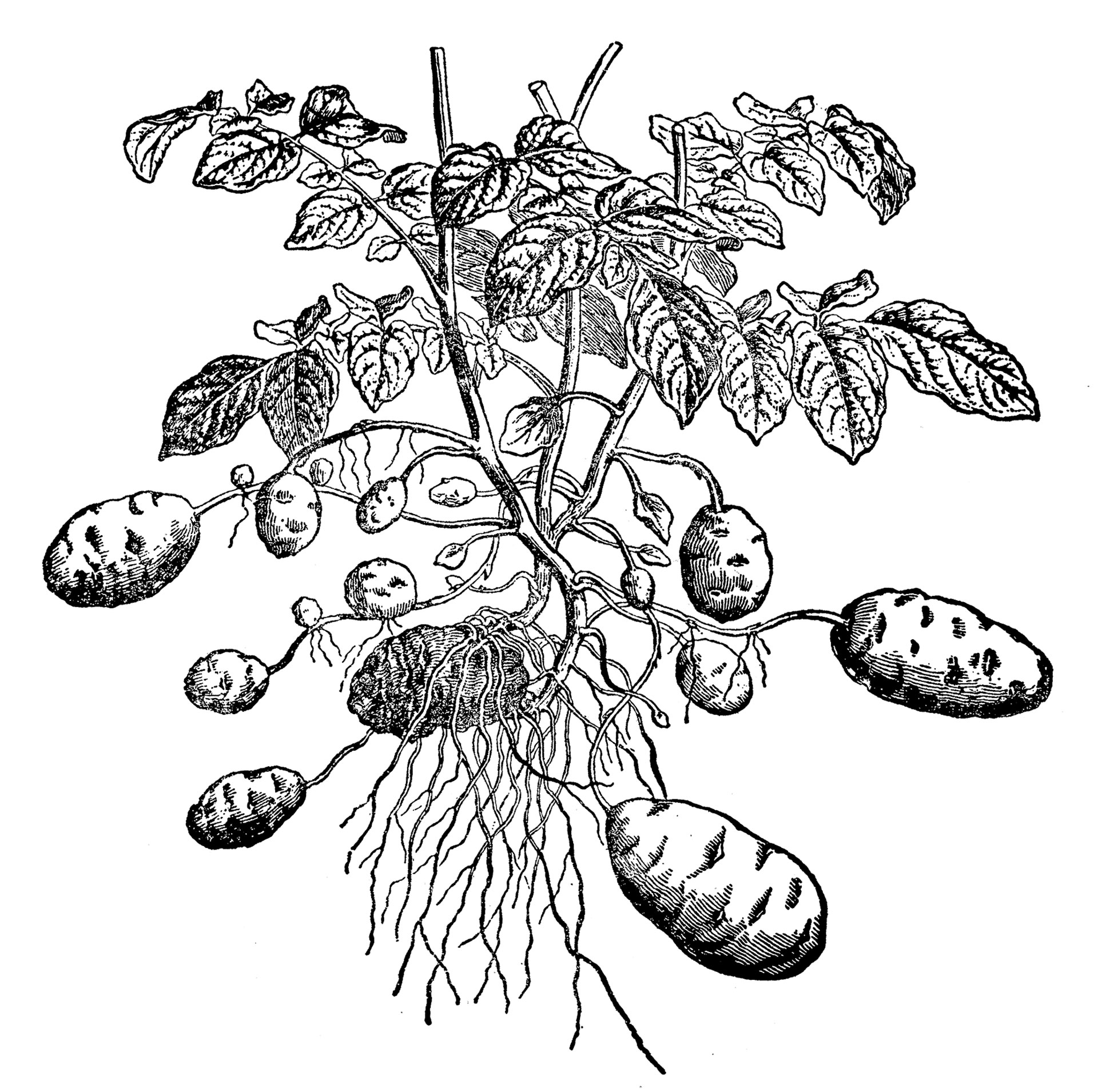 πώς να καλλιεργήσετε πατάτες στο μπαλκόνι σας