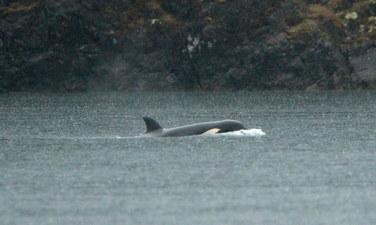 rescue of trapped killer whale calf temporarily suspended, fisheries and oceans canada says