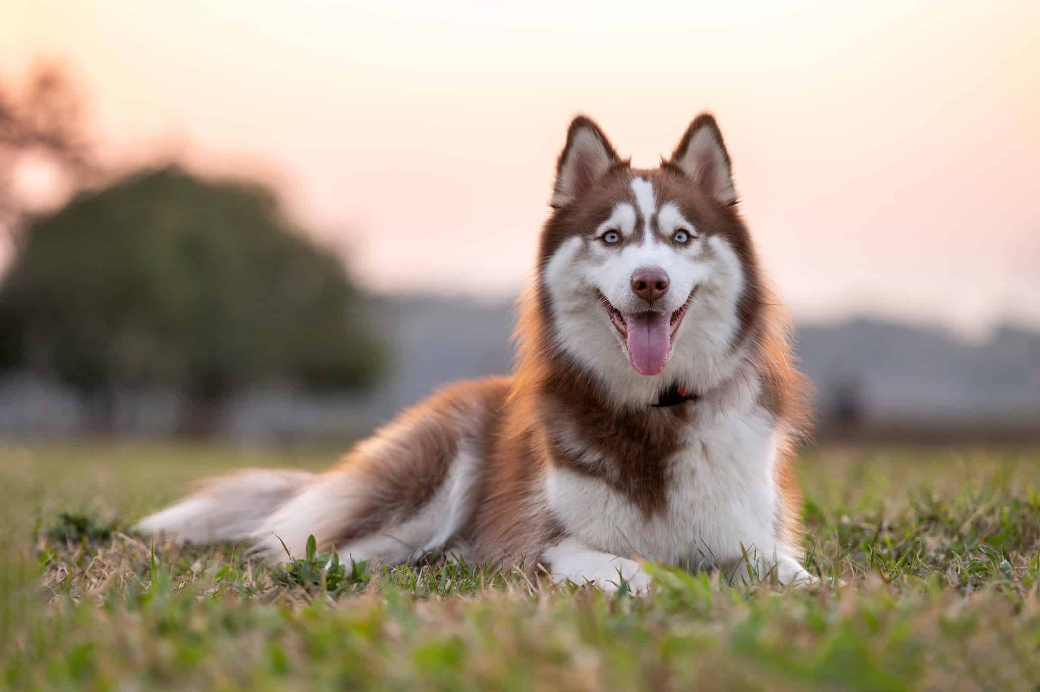 These Are the Most Ancient Dog Breeds