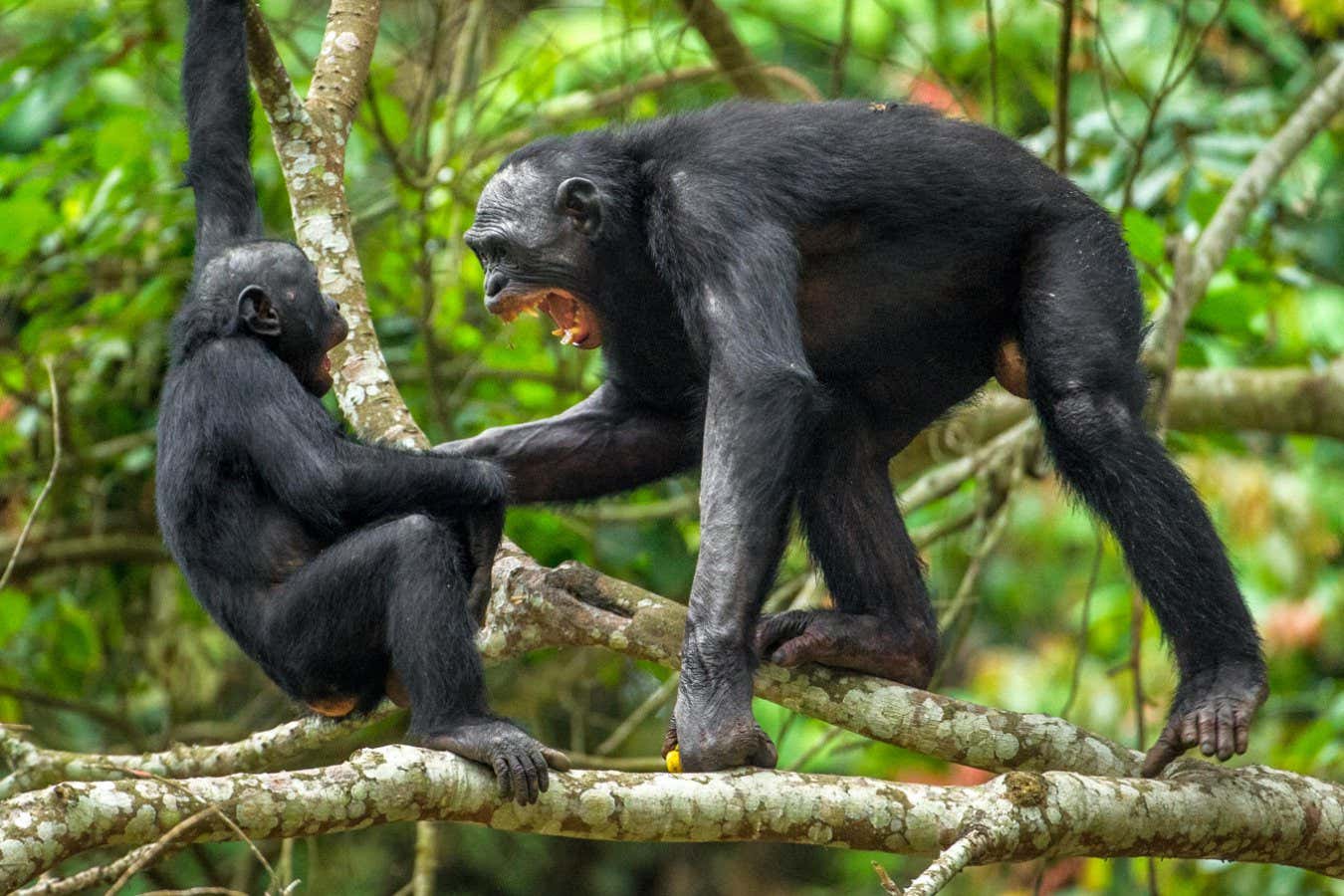 ‘peaceful’ male bonobos may actually be more aggressive than chimps