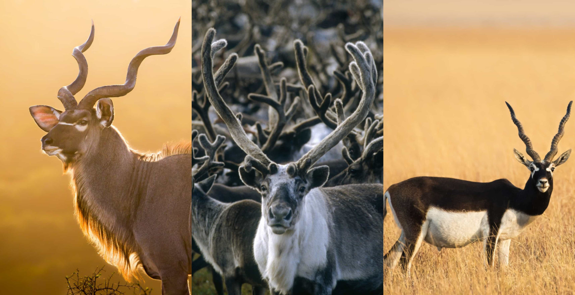 The most impressive horns and antlers in the animal kingdom