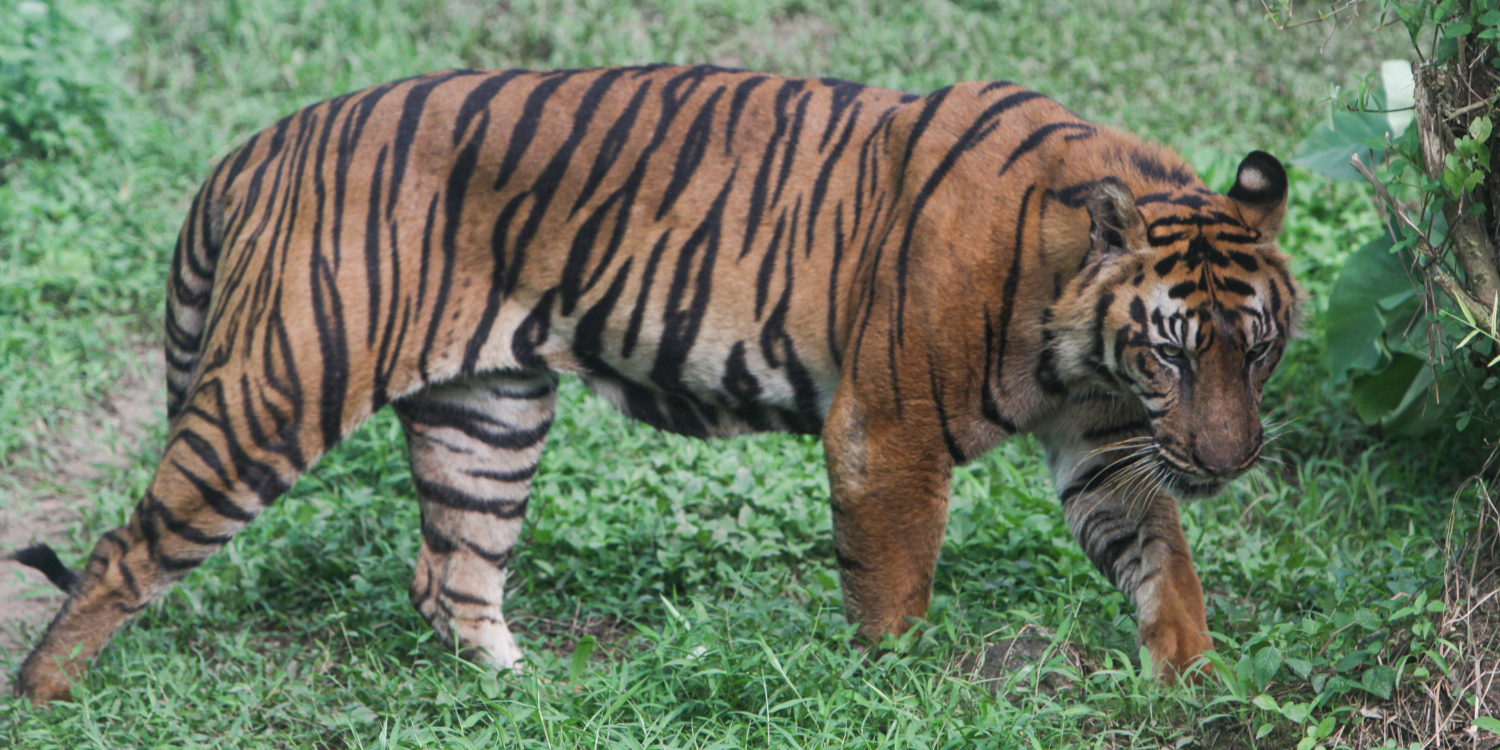 deux tigres de sumatra, espèce en danger, naissent en captivité à amiens