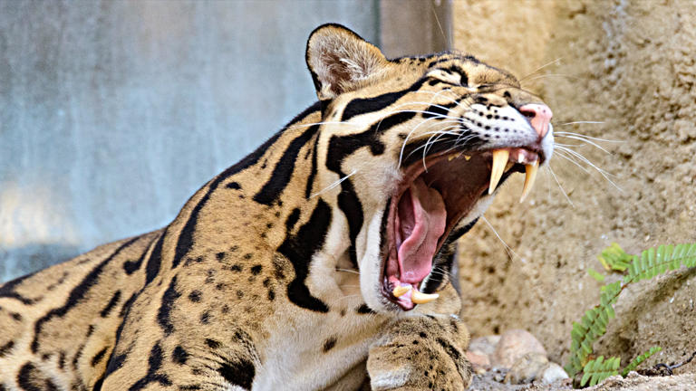 Modern Day Sabertooth: Meet The Clouded Leopard