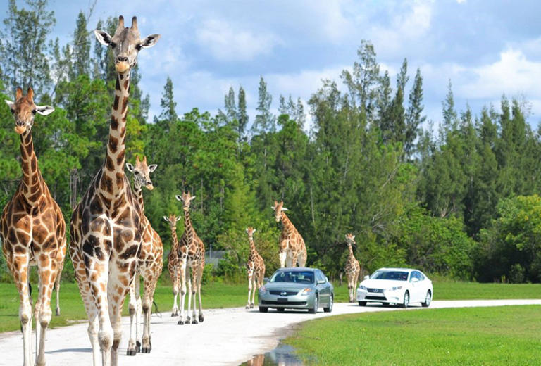 10 Drive-Thru Safaris and Wildlife Drives near Orlando