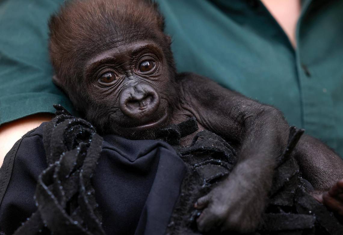 Baby Gorilla Jameela ‘incredibly Healthy,’ Slowly Integrating Into ...