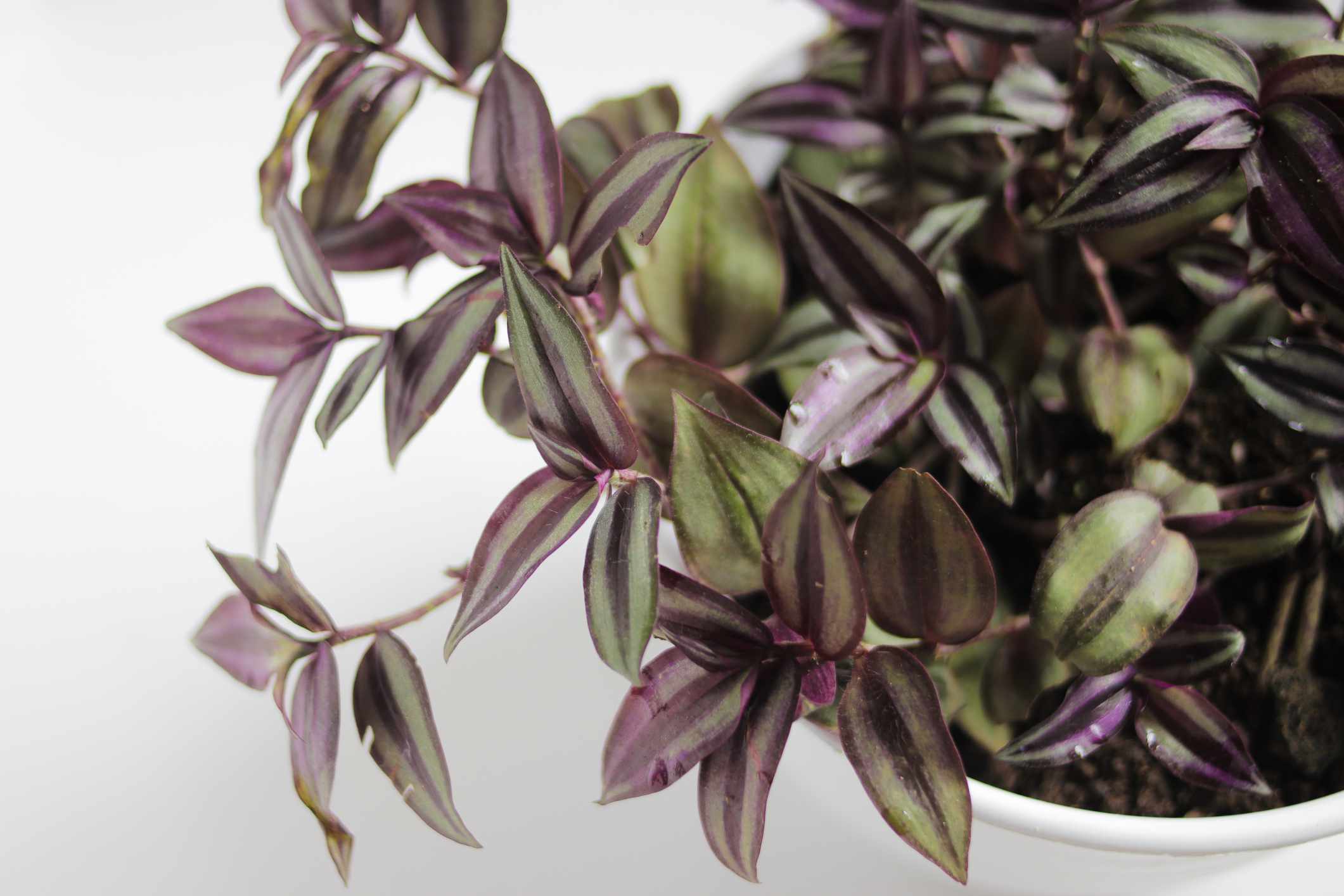how to, inch plant is one of the easiest houseplants to grow—here's how to do it