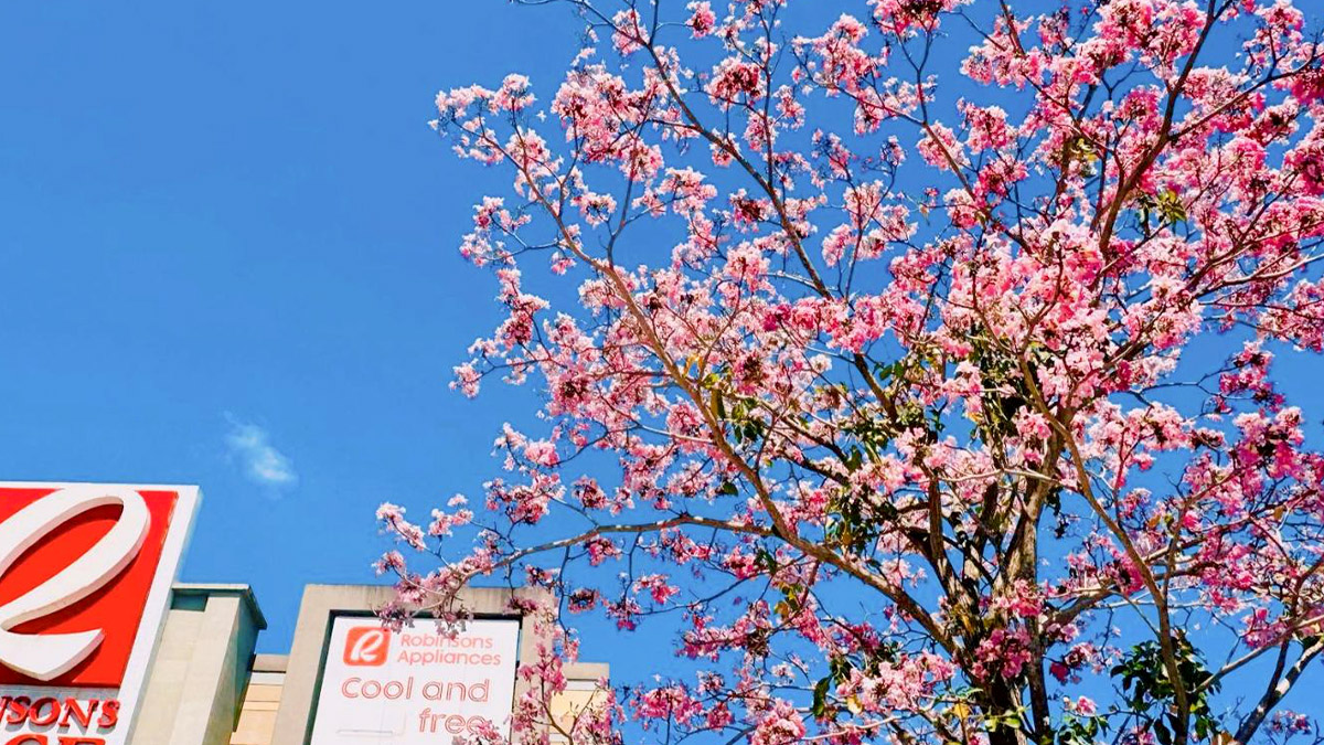 look: spot cherry blossom-like flowers all over this local mall
