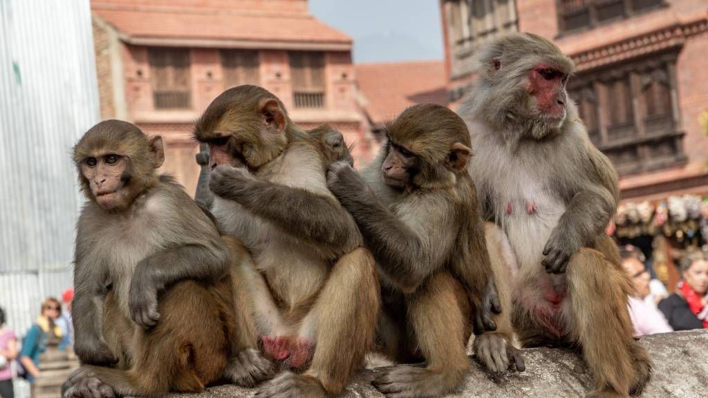 hombre sufre extraña enfermedad tras ser mordido por un mono en hong kong