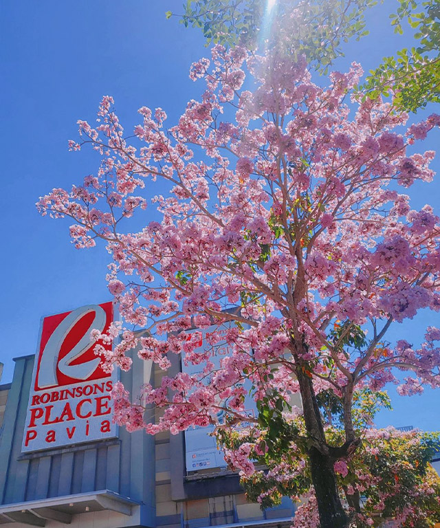 look: spot cherry blossom-like flowers all over this local mall