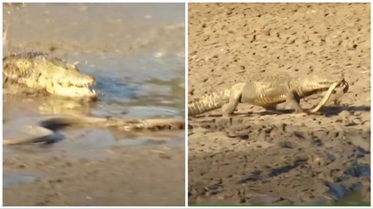 Black mamba nearly escapes crocodile's attack, but there is more to it