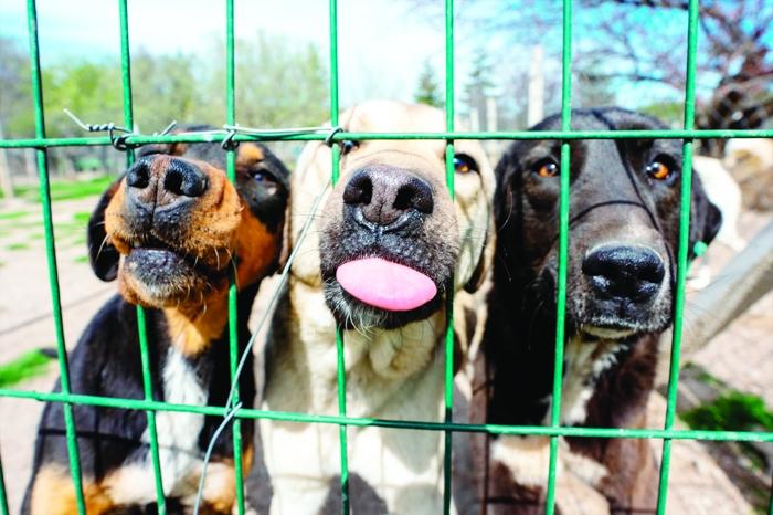 köpekler havladı, 1.7 milyon tl ceza yedi