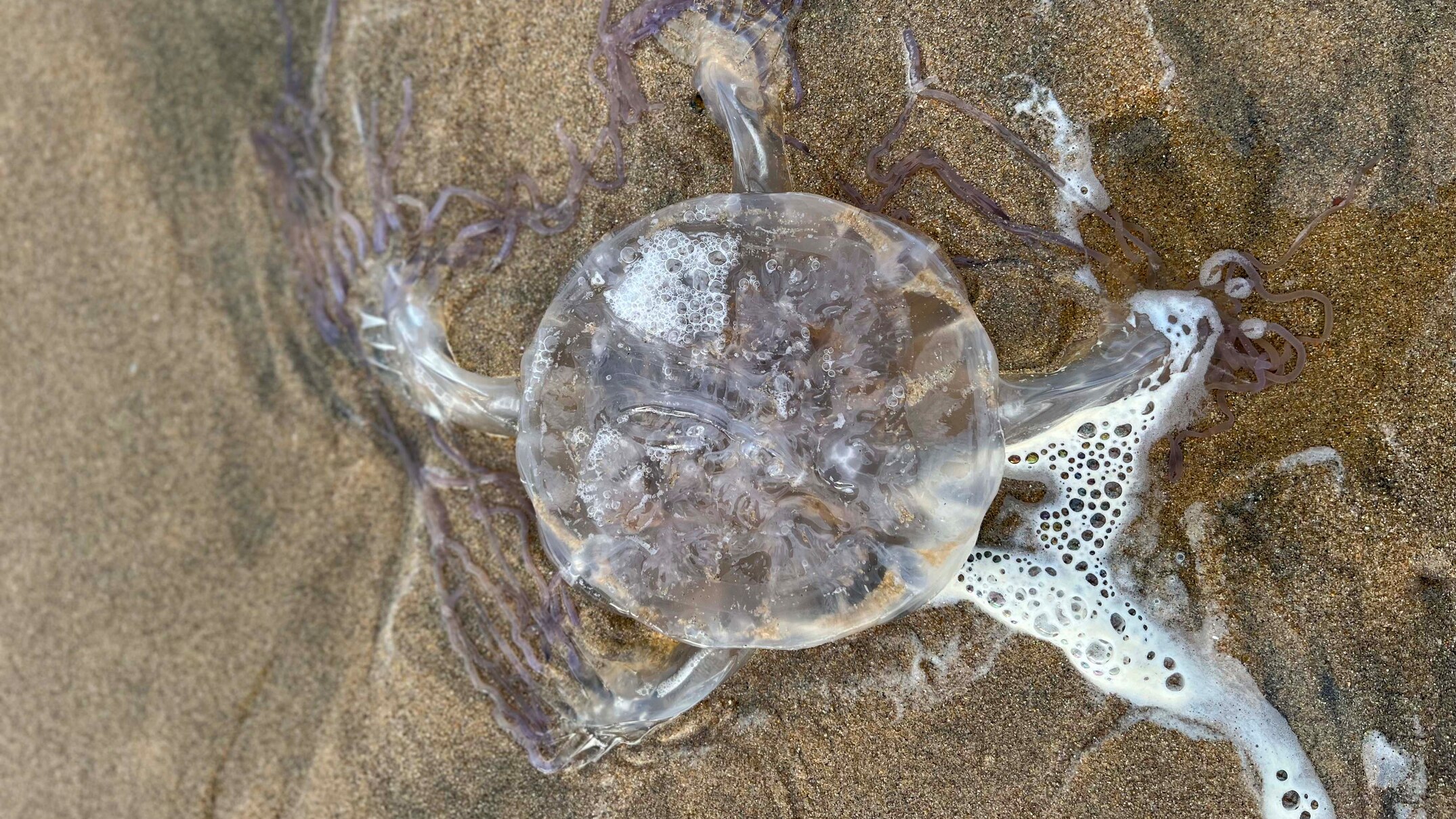 lifesaver urges north queensland swimmers to wear stinger suits as deadly box jellyfish wash up