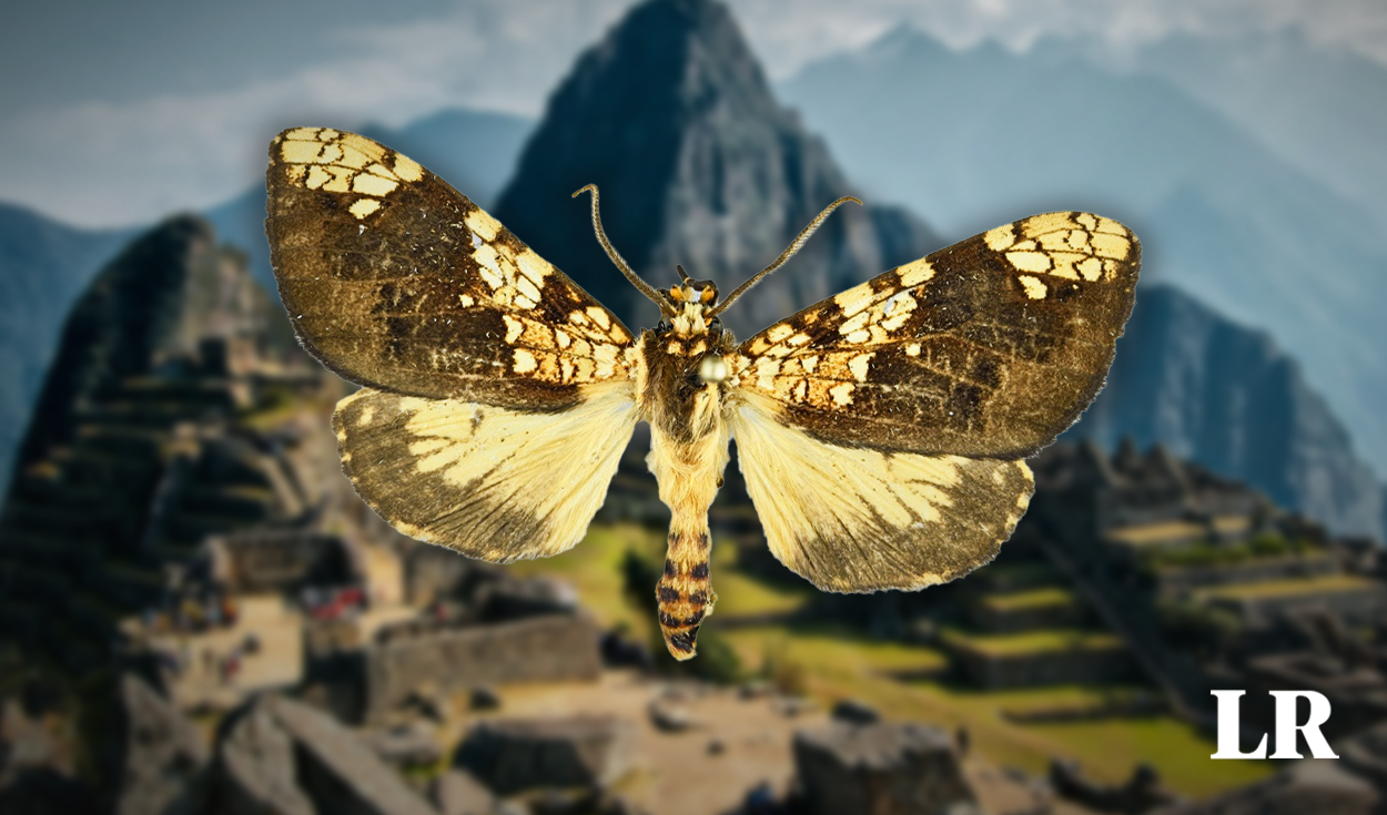 amazon, descubren una nueva especie de mariposa en machu picchu: ahora son 365 en la maravilla del perú