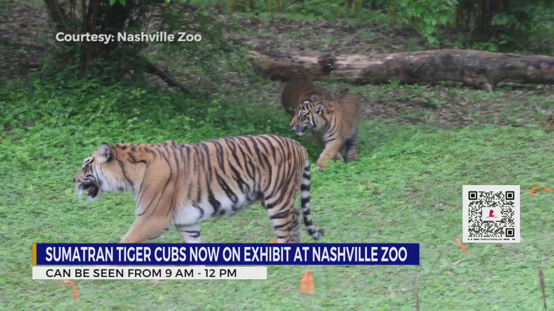 Sumatran tiger cubs now on exhibit at Nashville Zoo