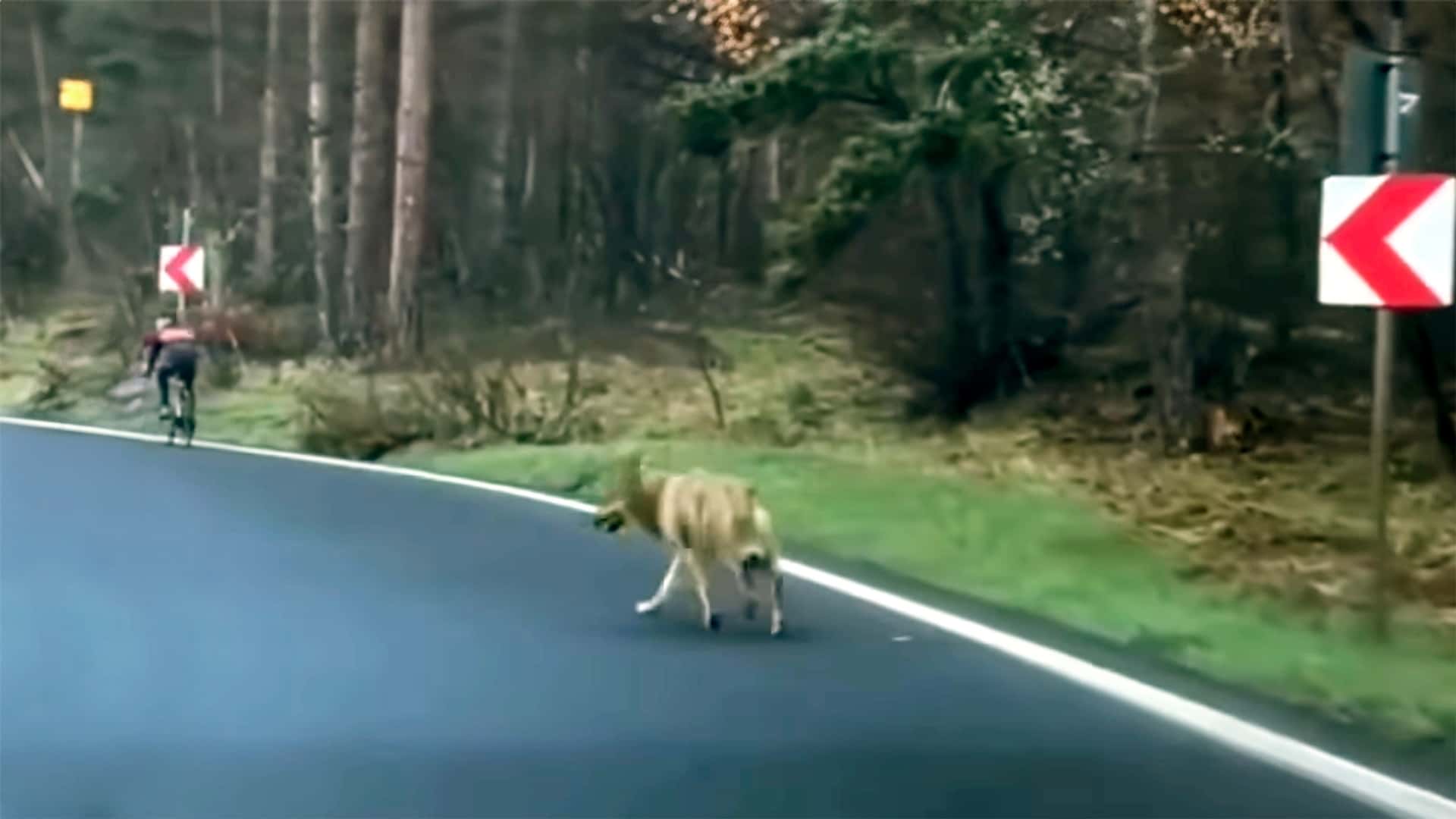 tesla driver protects cyclist from wolf in romania