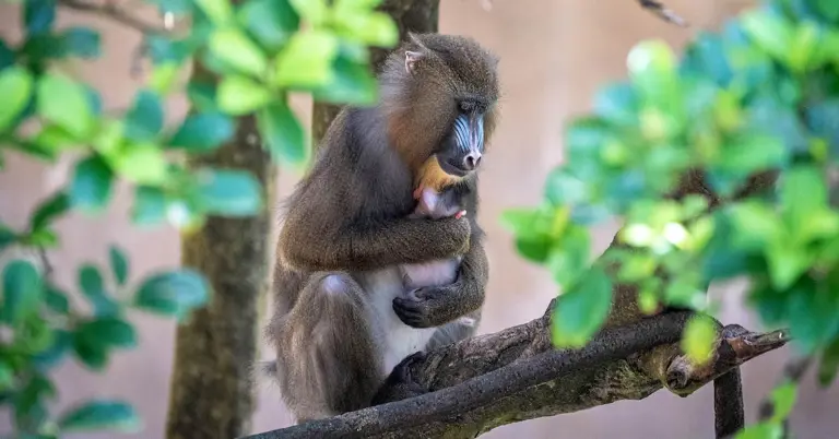 A pint-sized mandrill just joined the monkey family at Disney’s Animal Kingdom Park. An entire theme park is celebrating, thanks to a special birth on July 24, 2023. The park’s mandrills have welcomed a new baby! Weighing less than three pounds, the latest addition to the mandrill family at Disney’s Animal Kingdom Park is named […]