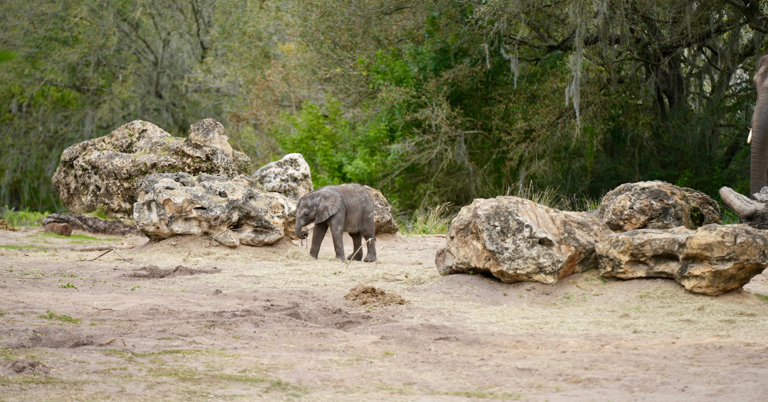 An adorable baby elephant has joined Disney’s Animal Kingdom savanna! Baby Corra is the newest addition to the African elephants at the park. We can think of few things that brighten our days more than meeting the new baby animals at Disney’s Animal Kingdom. In 2023 alone, the park welcomed over 300 new additions, including […]