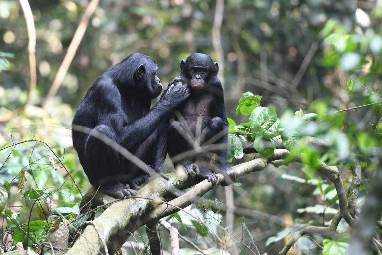estudo indica que bonobos são mais agressivos do que se pensava