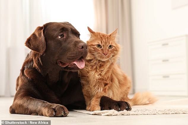 antibiotic-resistant 'superbugs' from pets are being passed to owners