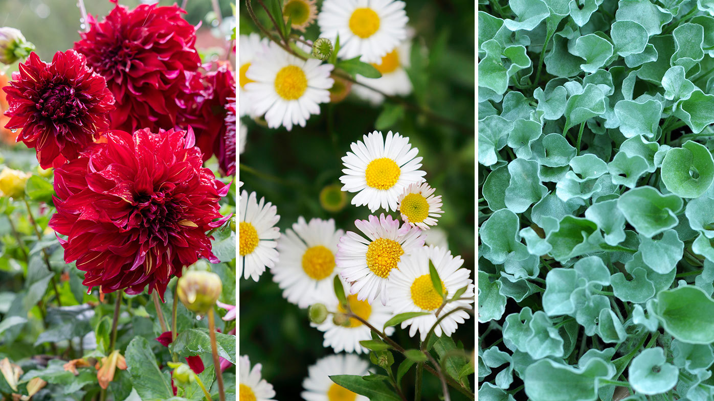 three autumn container garden combinations to inspire your next pot plant display