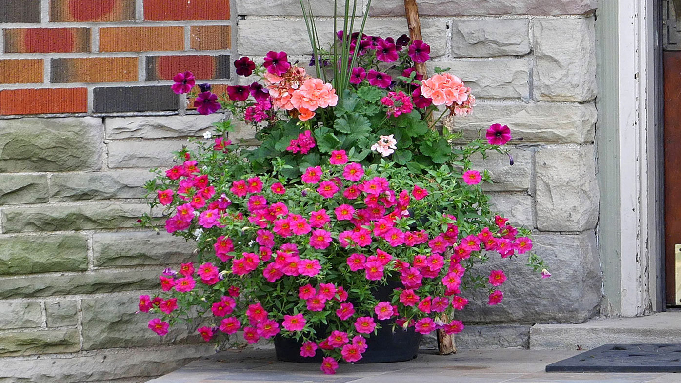 three autumn container garden combinations to inspire your next pot plant display