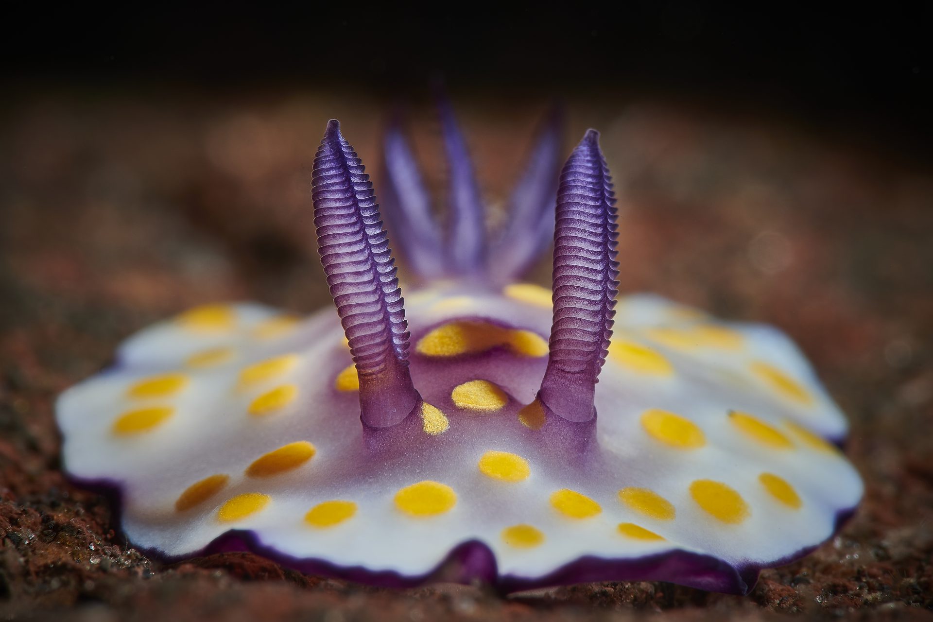 Colorful jewels of the sea: The wonderful world of sea slugs