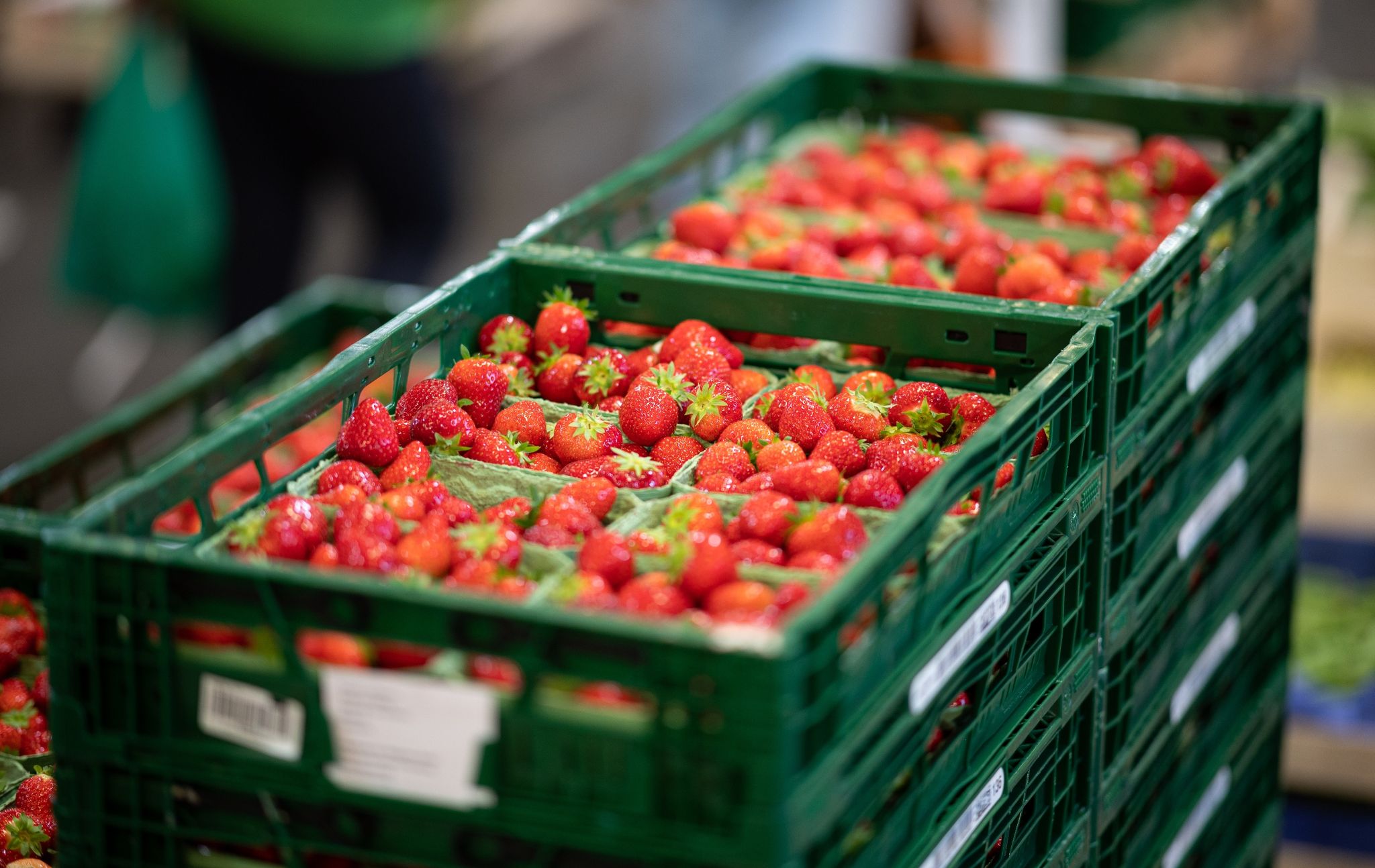 verbände: erdbeeren können früh geerntet werden