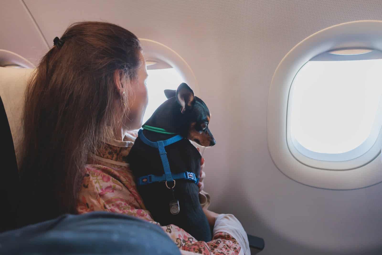 <p class="wp-caption-text">Image Credit: Shutterstock / Tsuguliev</p>  <p><span>Get them used to their carrier or harness well before the trip. Treats help. Treats always help.</span></p>