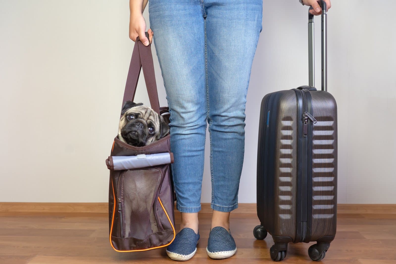 <p class="wp-caption-text">Image Credit: Shutterstock / Yekatseryna Netuk</p>  <p><span>Bring their favorite toys, enough food for the trip, water, bowls, waste bags, and any medications. It’s their little suitcase.</span></p>