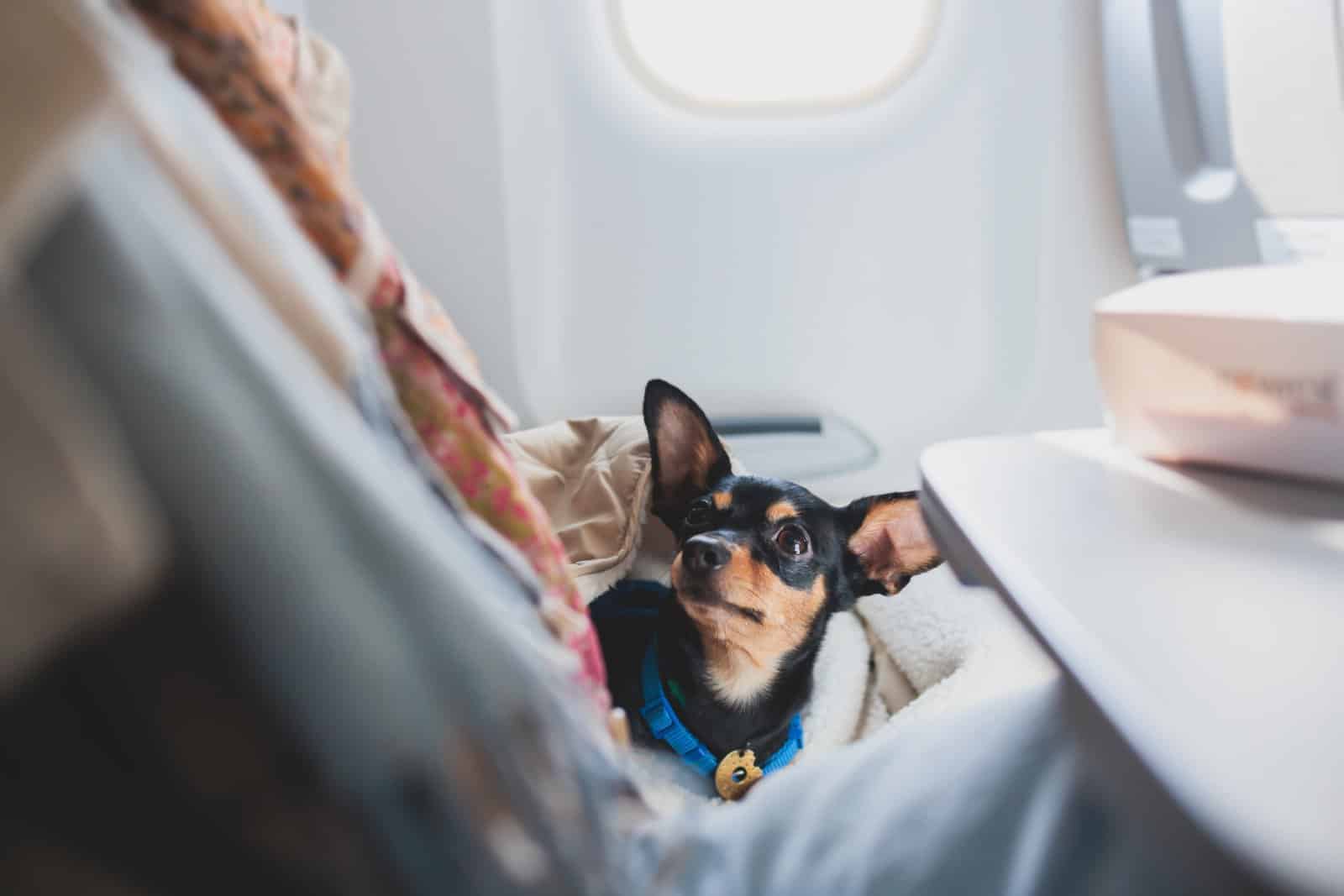 <p class="wp-caption-text">Image Credit: Shutterstock / Tsuguliev</p>  <p><span>Minimize layovers to reduce stress on your pet. Less time in transit is always better.</span></p>