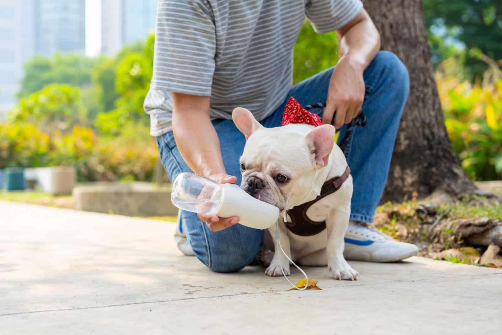 <p class="wp-caption-text">Image Credit: Shutterstock / CandyRetriever</p>  <p><span>Hydration is key, especially on long trips. Remember, a hydrated pet is a happy pet.</span></p>