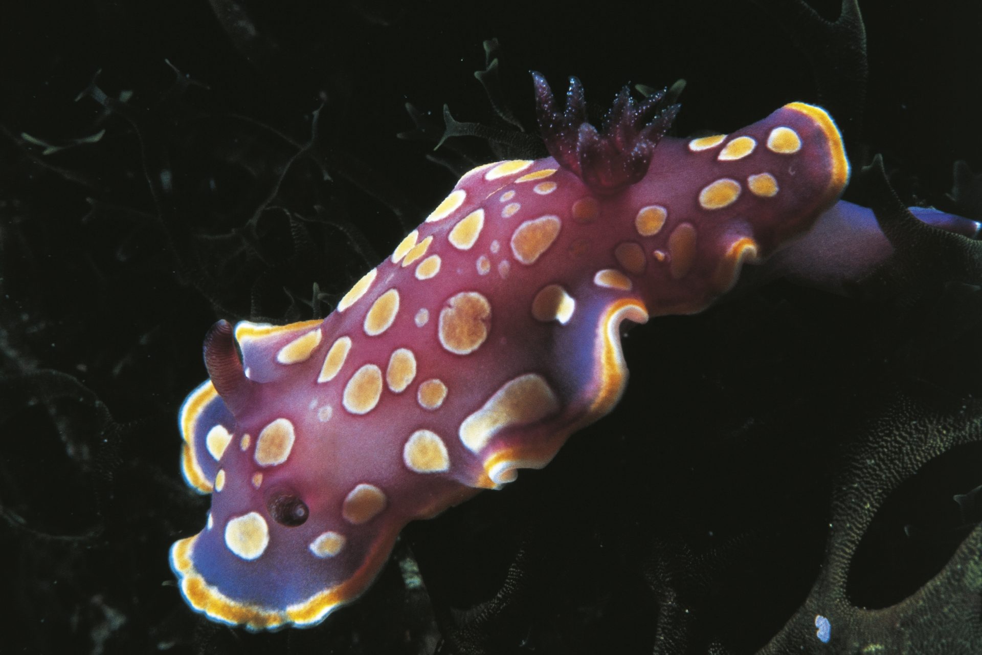 Colorful Jewels Of The Sea: The Wonderful World Of Sea Slugs