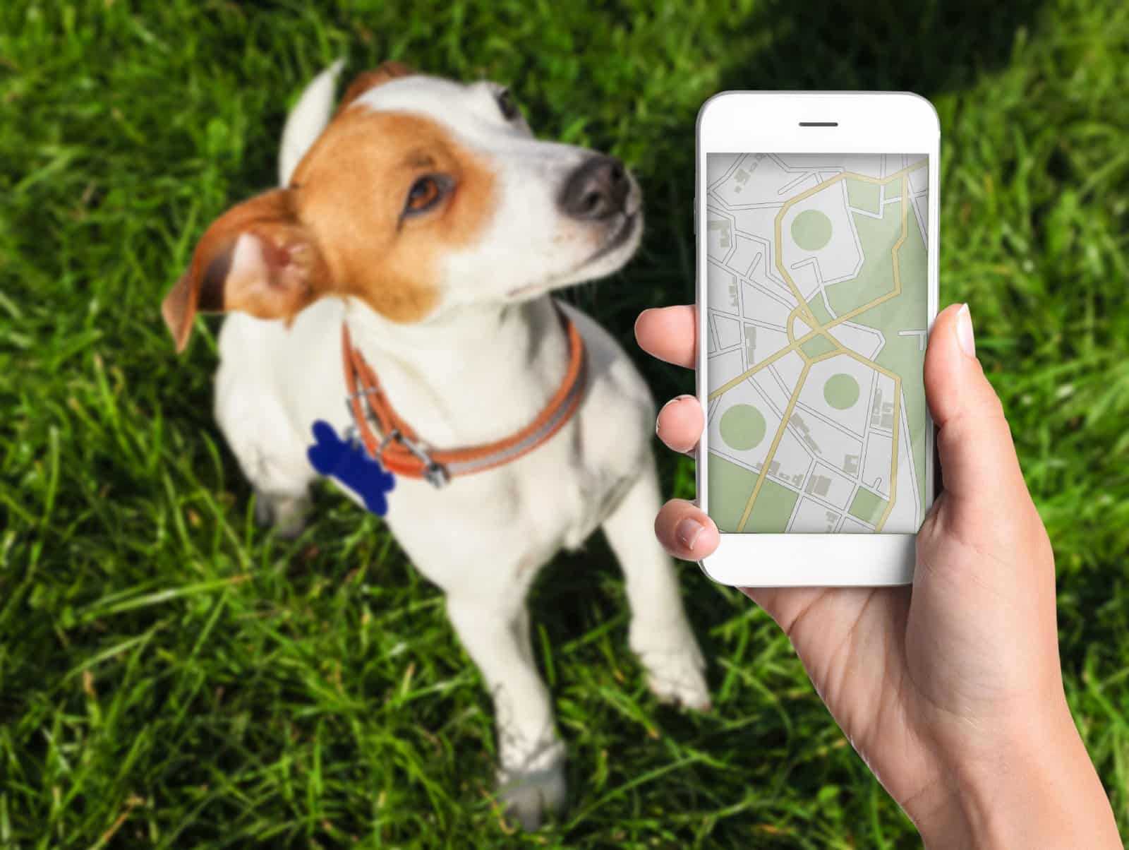 <p class="wp-caption-text">Image Credit: Shutterstock / New Africa</p>  <p><span>Ensure your pet’s ID tags are up-to-date and consider microchipping. It’s like “Find My iPhone,” but for your pet.</span></p>