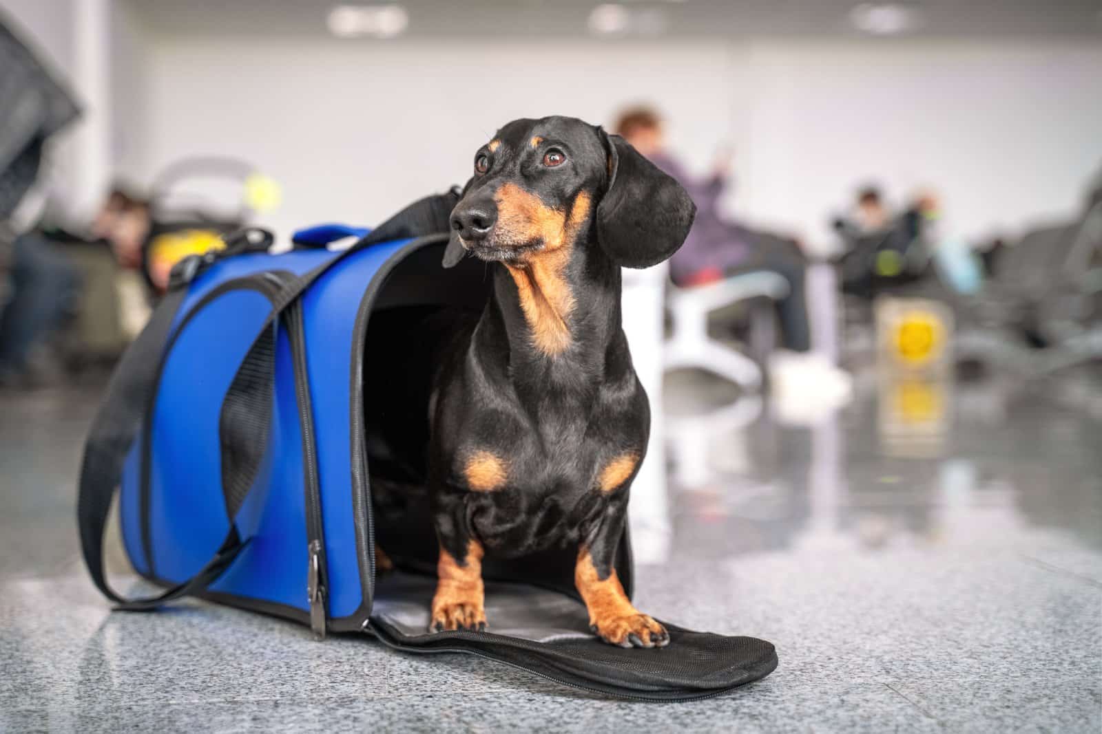 <p class="wp-caption-text">Image Credit: Shutterstock / Masarik</p>  <p><span>Find a quiet corner in airports to reduce stress. Pets can feel overwhelmed by the hustle and bustle.</span></p>
