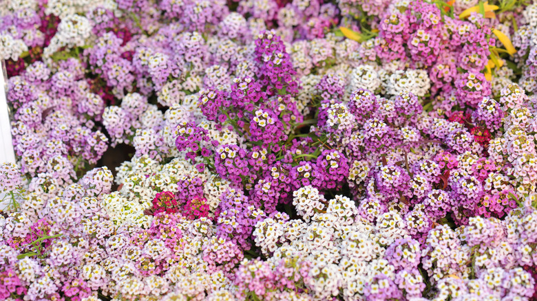 13 plants you should have in your garden to naturally enrich the soil