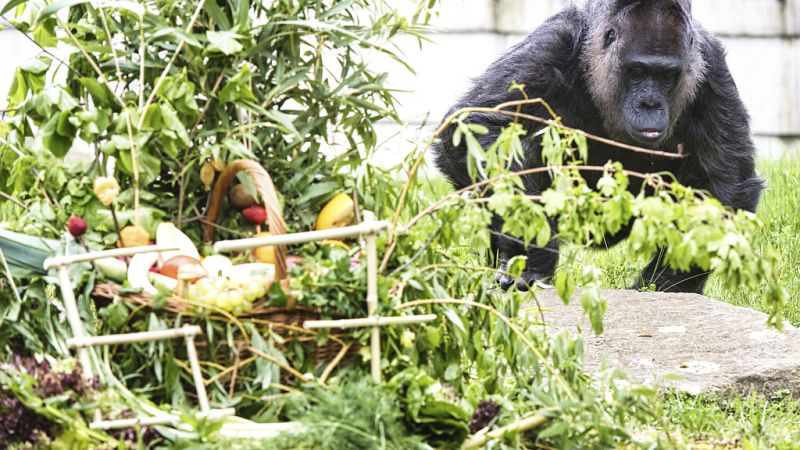 67 éves lett a világ legidősebb gorillája